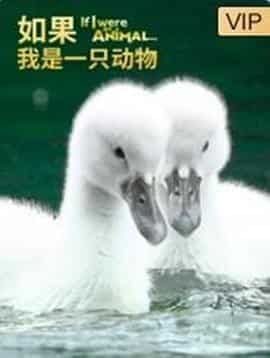 如果我是一只动物 If I Were an Animal