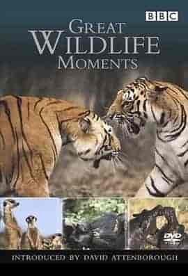 野生动物奇观 Great Wildlife Moments